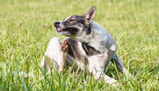 Ticks in dogs and humans