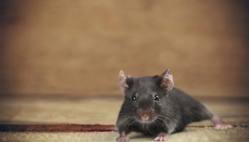 Grey mouse on a beige carpet.