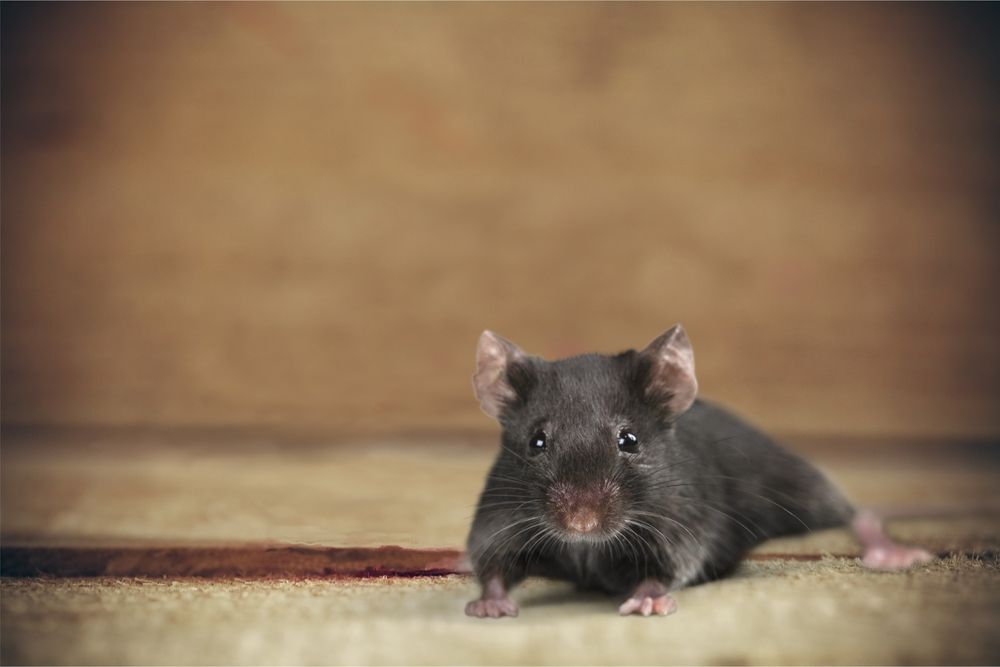 Grey mouse on a beige carpet.