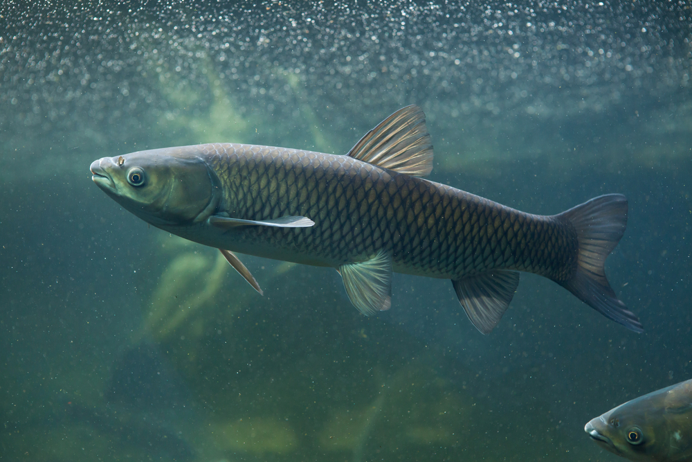 Grass carp swimming underwater.