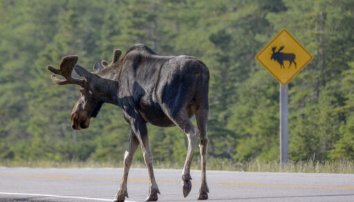 A moose walking down a highway next to a sign warning drivers to watch for moose.