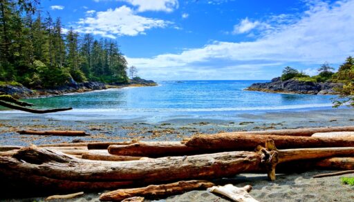 Driftwood on a beach surrounded by trees in Pacific Rim National Park, Vancouver, B.C.