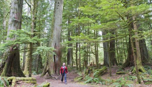 Person in a red plaid shirt walking through Old Growth Forests, Vancouver Island.