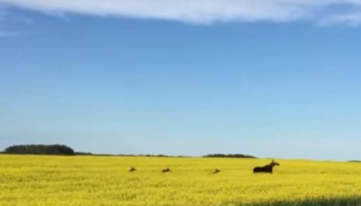 Cow moose and her calves