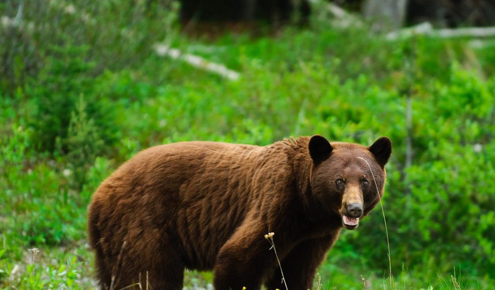 Grizzly bear standing in a green field.