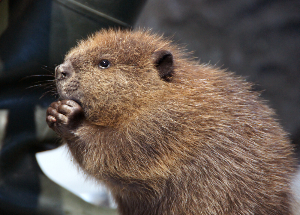 Close-up of a baby beaver.