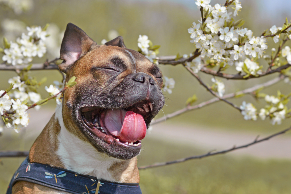 Bull dog yawning next to a white-flowered tree.
