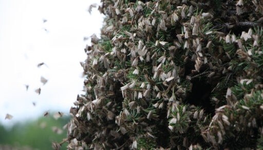 Spruce budworm moths flocking to a green bush.