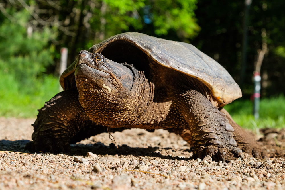 Snapping turtle walking along the shore of a body of water.
