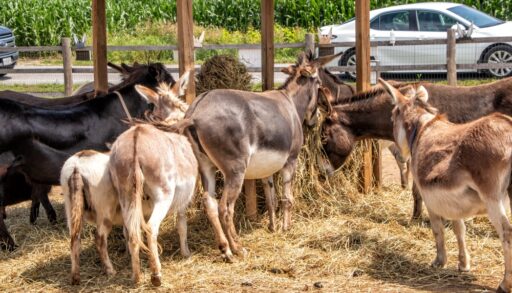 A group of donkeys around a feeding trough in a donkey sanctuary.