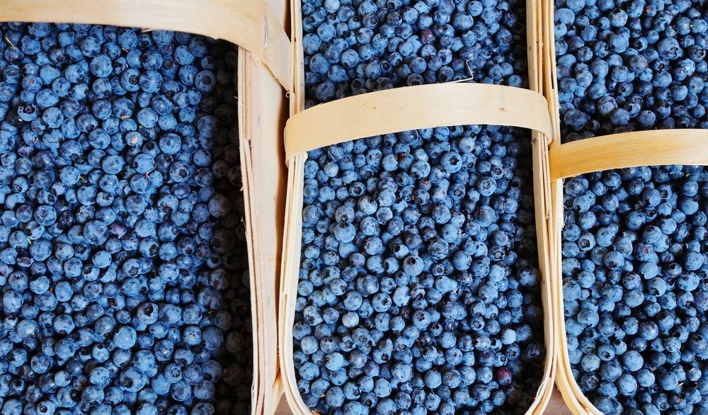 Wooden baskets of wild blueberries.