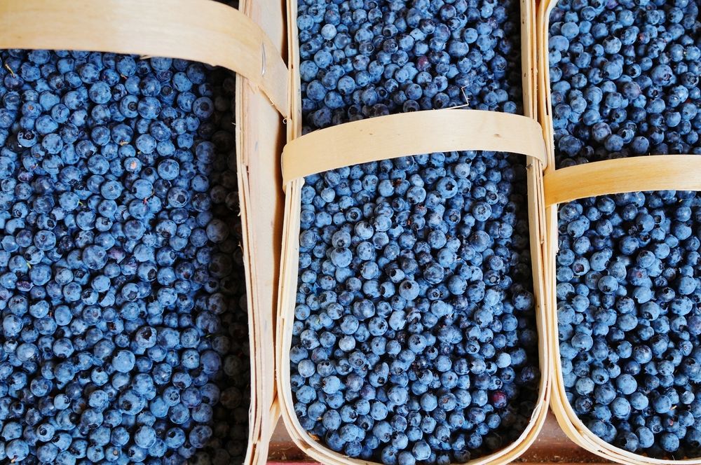 Wooden baskets of wild blueberries.