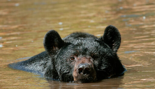 Black bear swimming in water.