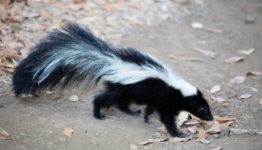 Black and white skunk walking on a concrete sidewalk.
