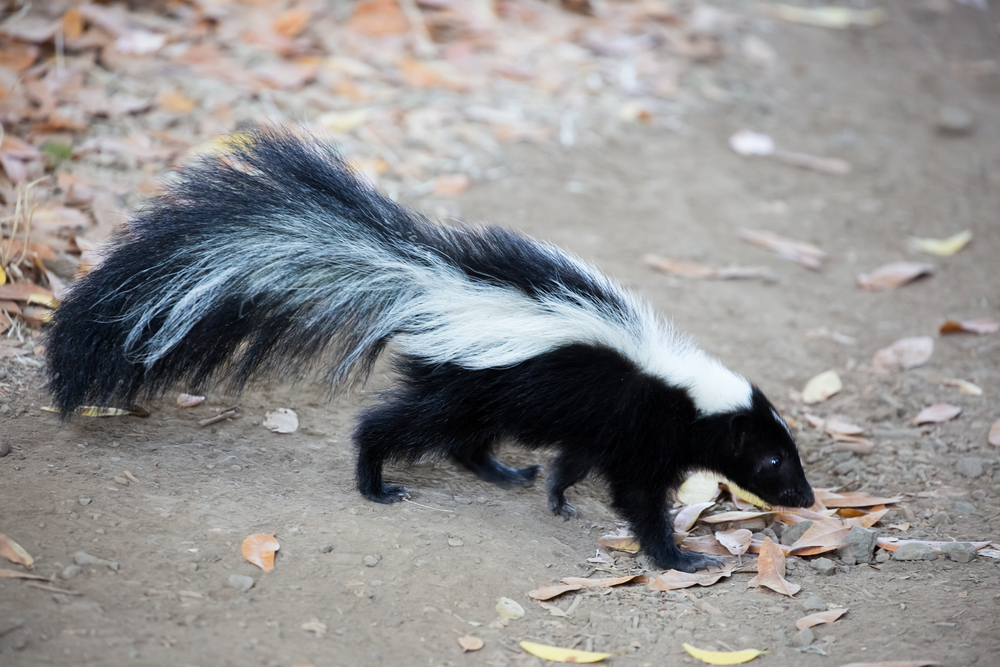 Black and white skunk walking on a concrete sidewalk.