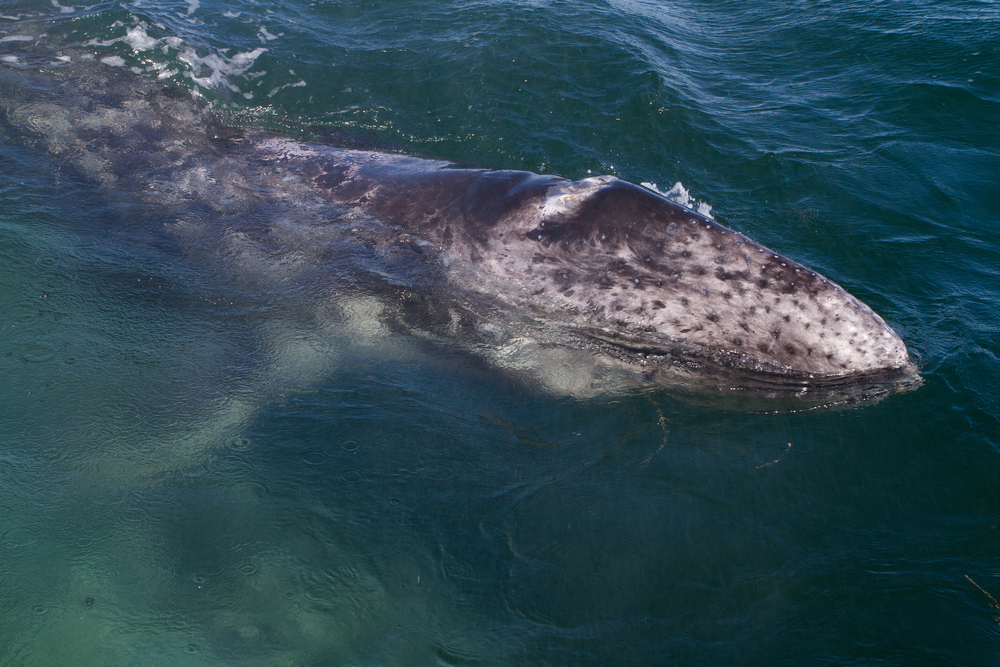 Young grey whale surfacing.