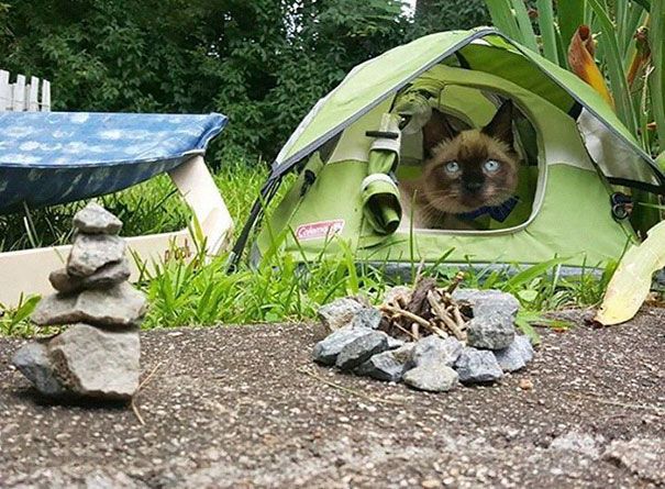 cat in a tiny tent