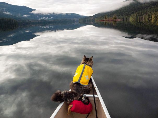 cat on the front of a canoe