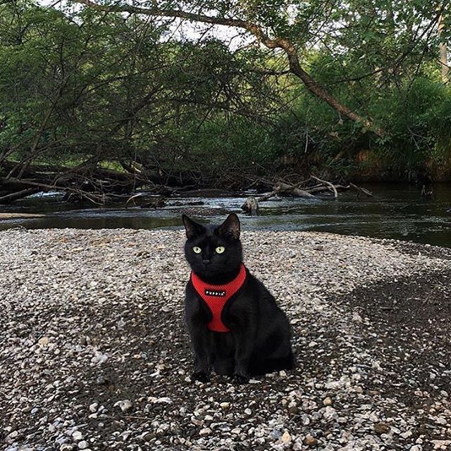 alert cat near a stream