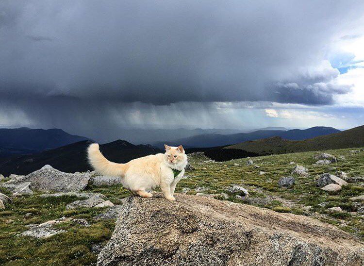 cat in front of stormclouds