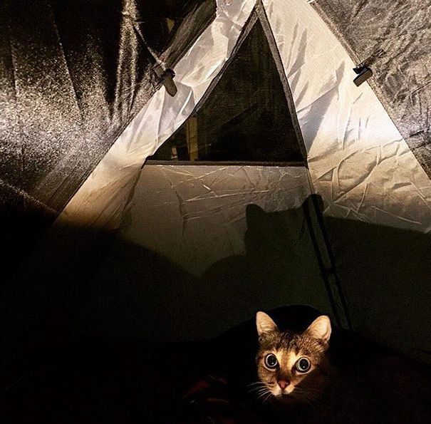 cat in dark tent