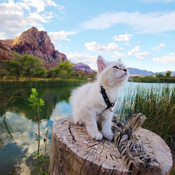 cat on a tree stump in front of a lake