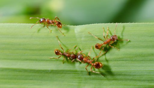 European fire ants crawling on a green leaf.