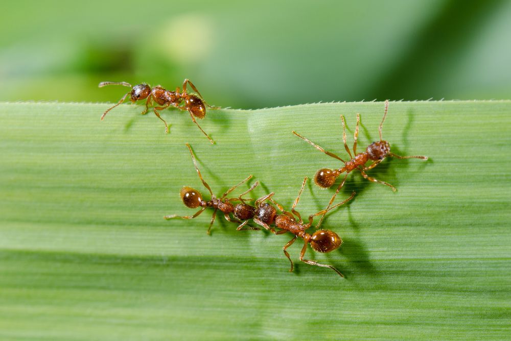 European fire ants crawling on a green leaf.