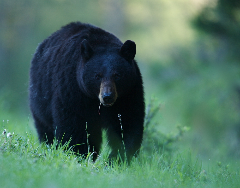 Black bear walking in a grassy clearing in a forest.