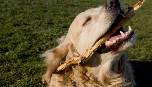 Light brown golden retriever dog with a stick in its mouth.