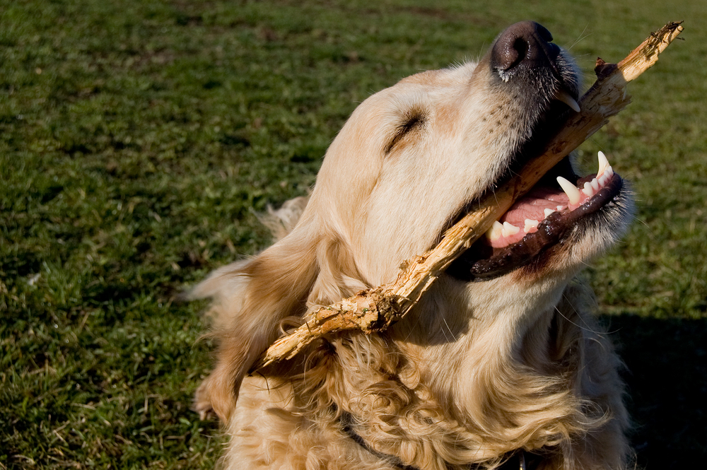 Light brown golden retriever dog with a stick in its mouth.