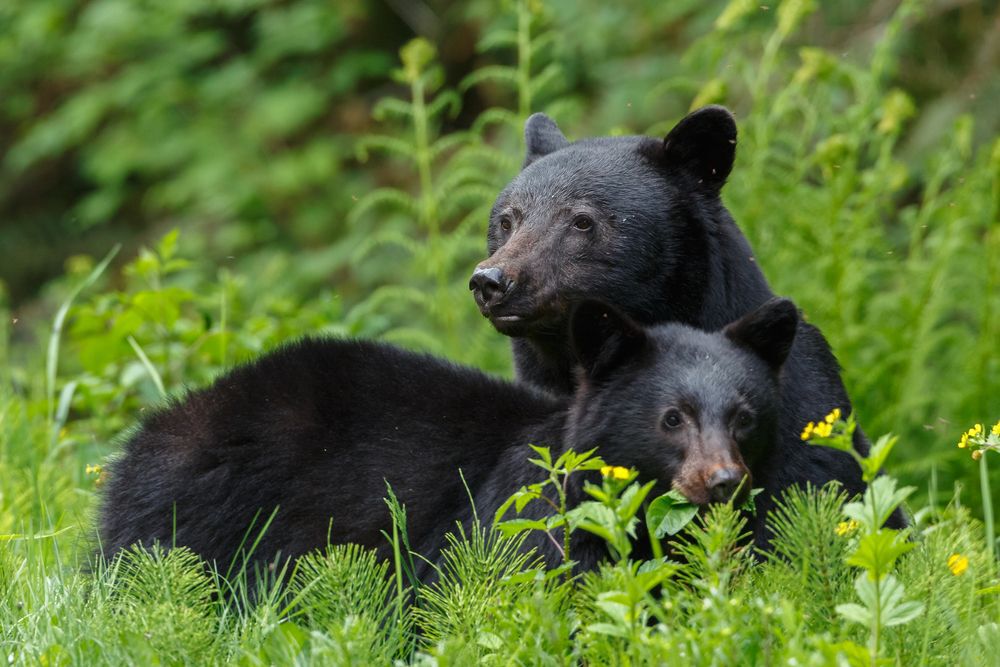 Three black bears in long grass.