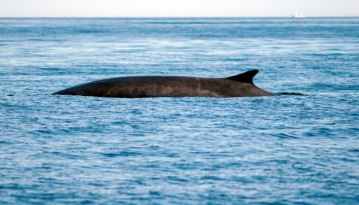 Giant, grey fin whale surfacing.