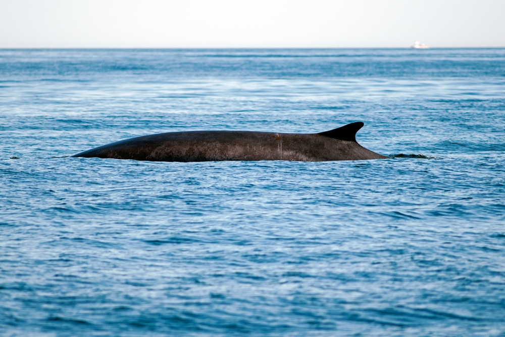 Giant, grey fin whale surfacing.