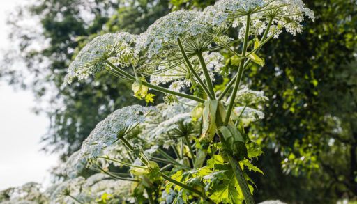 Giant hogweed