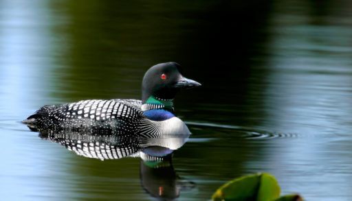 A common loon gliding in a calm pond.