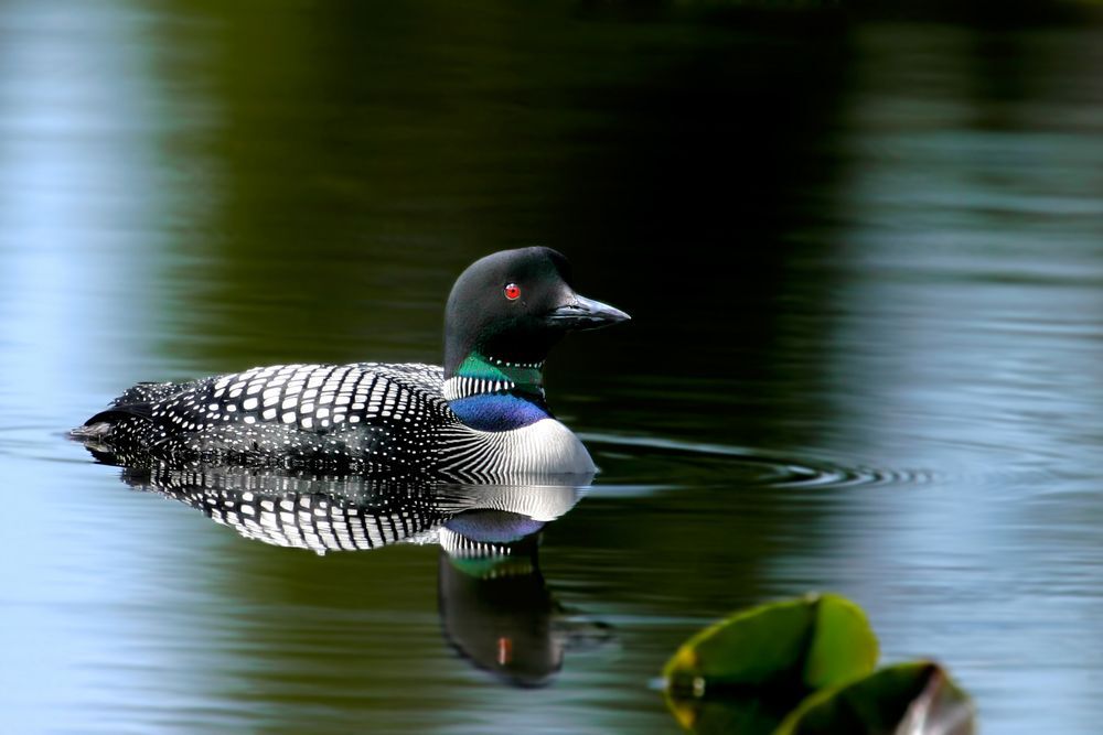 A common loon gliding in a calm pond.
