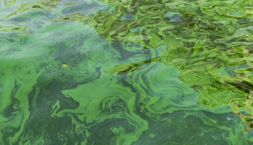 Bright green algae bloom on the surface of a body of water.