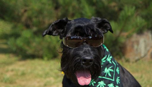 Black dog wearing sunglasses and a black bandana with a marijuana leaf pattern on it around the dog's neck.