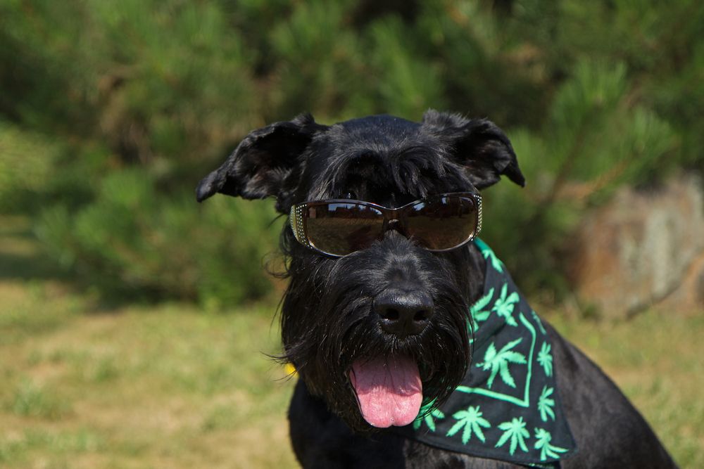 Black dog wearing sunglasses and a black bandana with a marijuana leaf pattern on it around the dog's neck.