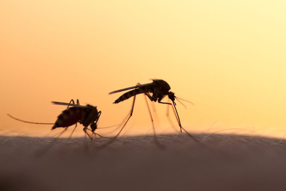 Close-up of two mosquitos landing on human skin.