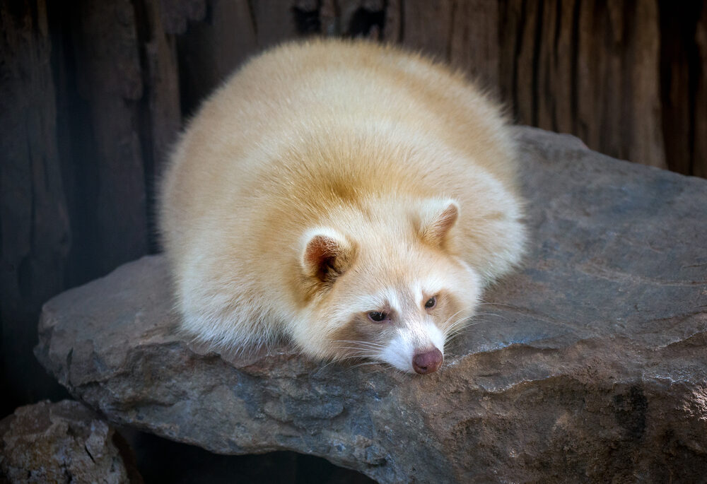 Albino racoon laying on a rock.