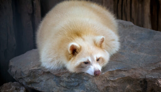 Albino racoon laying on a rock.