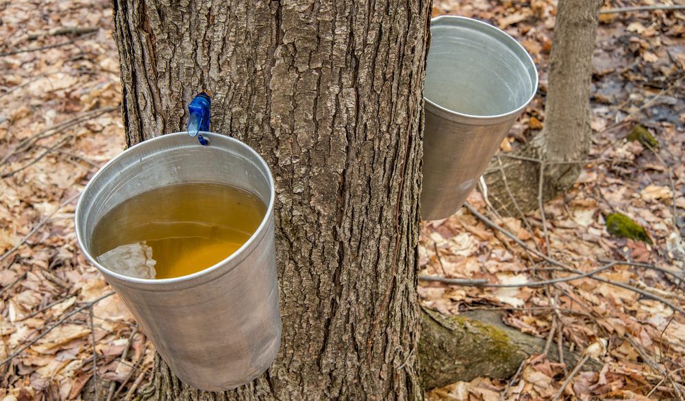 Tapped maple trees with buckets of maple syrup underneath the taps.