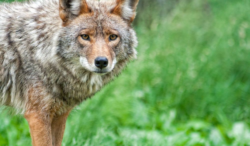 Grey and brown coyote standing in a grassy field.