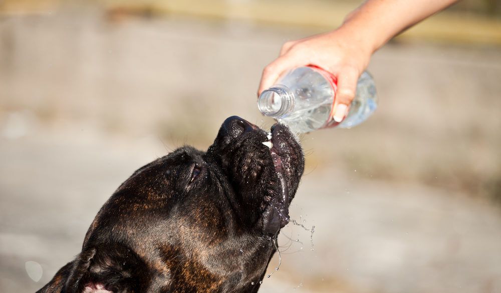 Hot black dog getting water poured in its mouth.