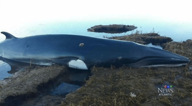 beached minke whale