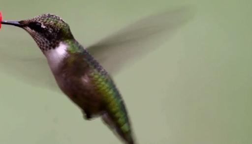 Hummingbird