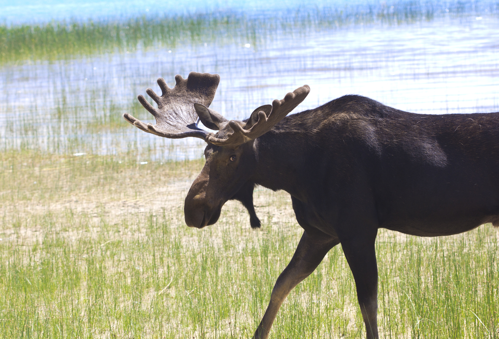 Side-view of a moose walking in grass that borders a lake.