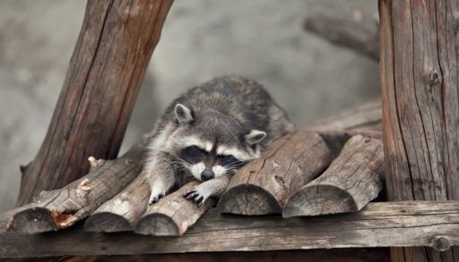 A raccoon sleeping on a wooden roof.